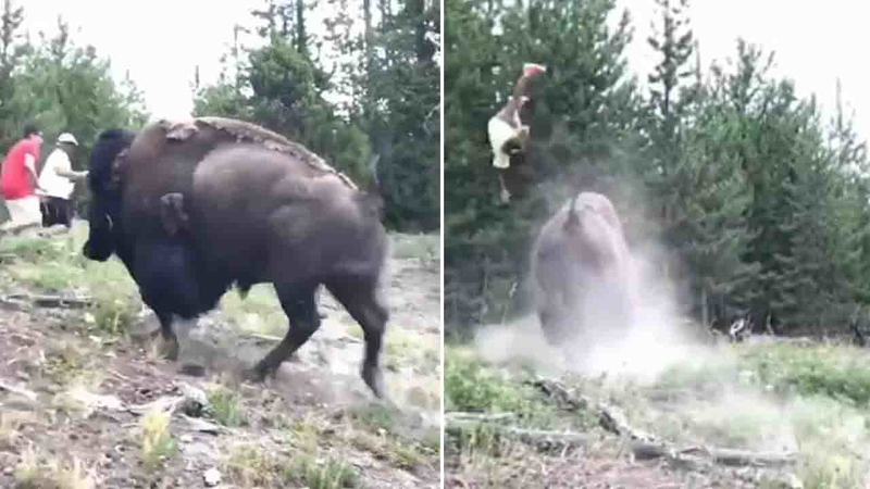 WATCH: 9-year-old girl tossed in the air by a 900kg Bison