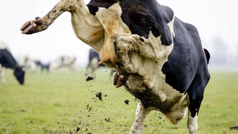 Teacher killed by cow in Qumbu, Eastern Cape